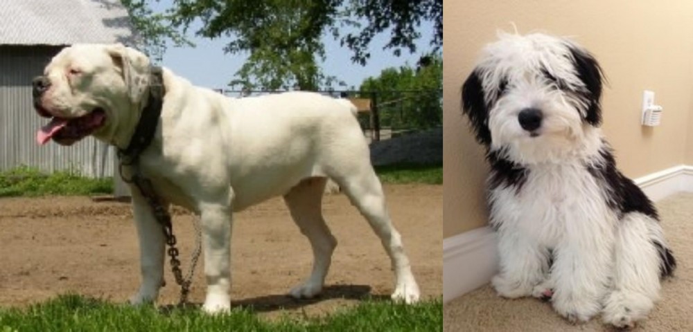 Mini Sheepadoodles vs Hermes Bulldogge - Breed Comparison
