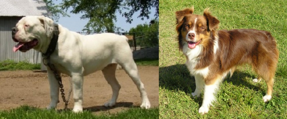 Miniature Australian Shepherd vs Hermes Bulldogge - Breed Comparison