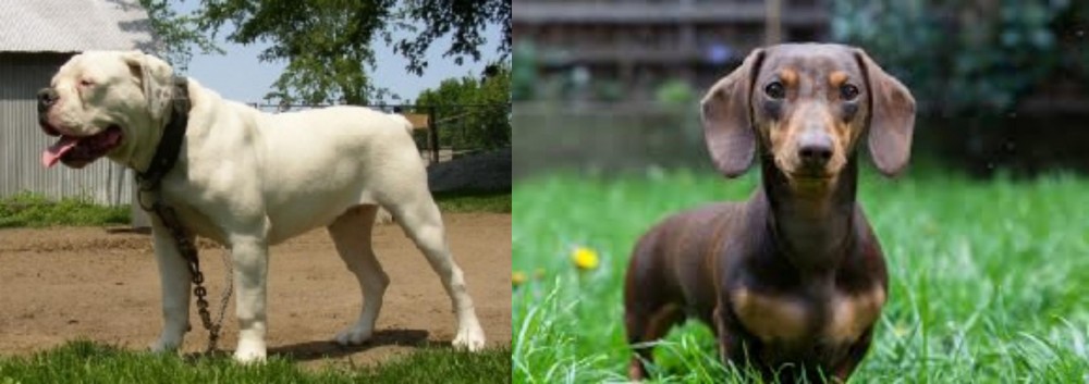Miniature Dachshund vs Hermes Bulldogge - Breed Comparison