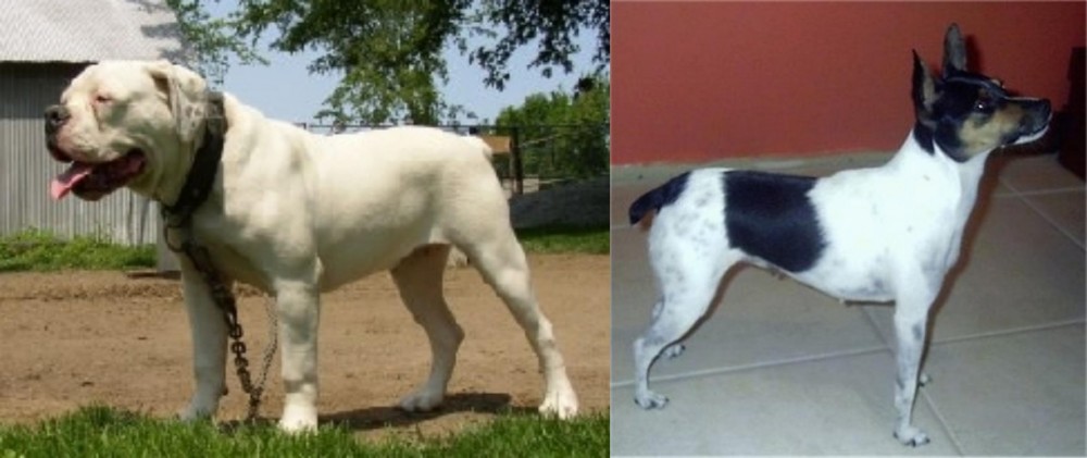 Miniature Fox Terrier vs Hermes Bulldogge - Breed Comparison