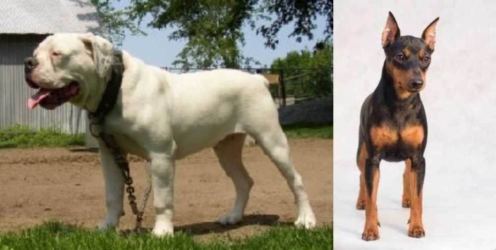 Miniature Pinscher vs Hermes Bulldogge - Breed Comparison