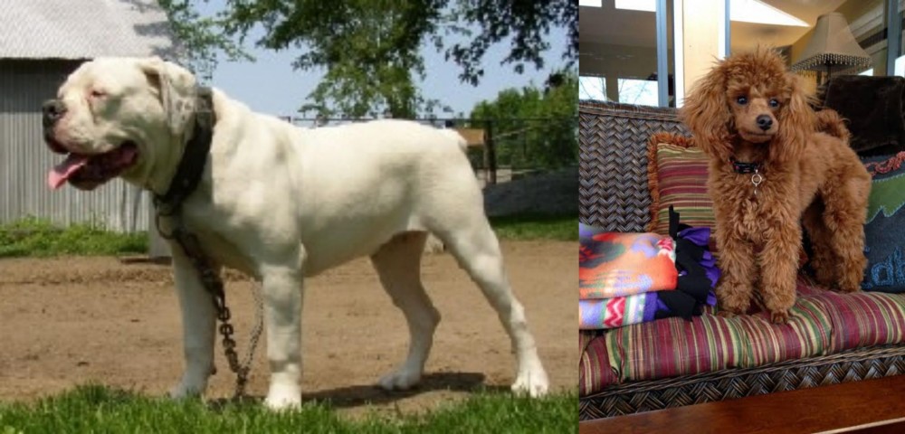 Miniature Poodle vs Hermes Bulldogge - Breed Comparison