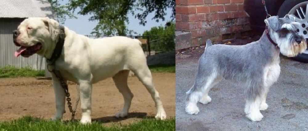 Miniature Schnauzer vs Hermes Bulldogge - Breed Comparison