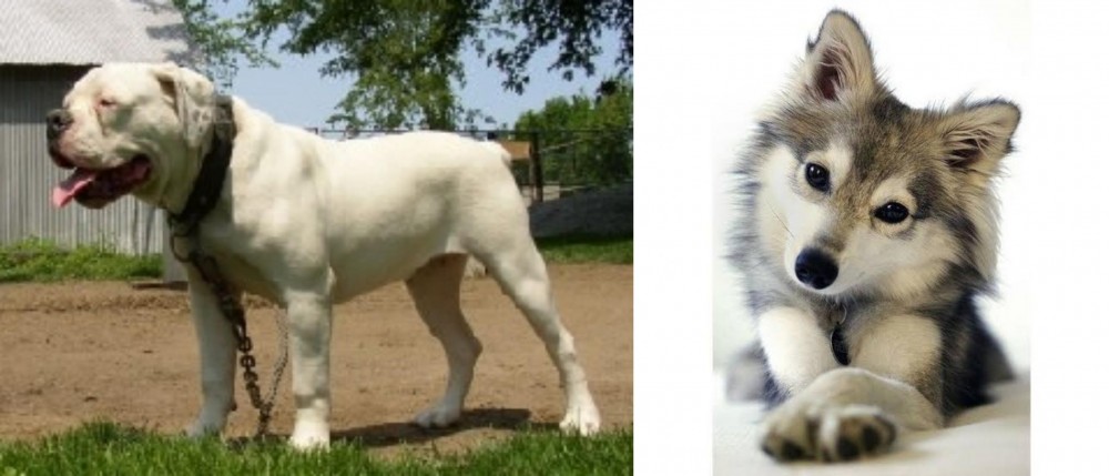Miniature Siberian Husky vs Hermes Bulldogge - Breed Comparison