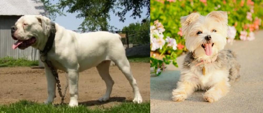 Morkie vs Hermes Bulldogge - Breed Comparison