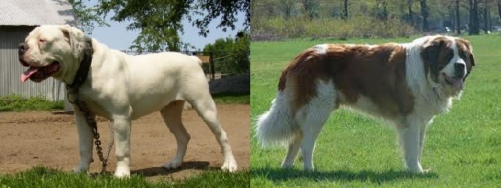 Moscow Watchdog vs Hermes Bulldogge - Breed Comparison