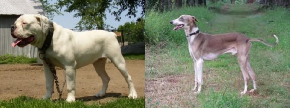 Mudhol Hound vs Hermes Bulldogge - Breed Comparison