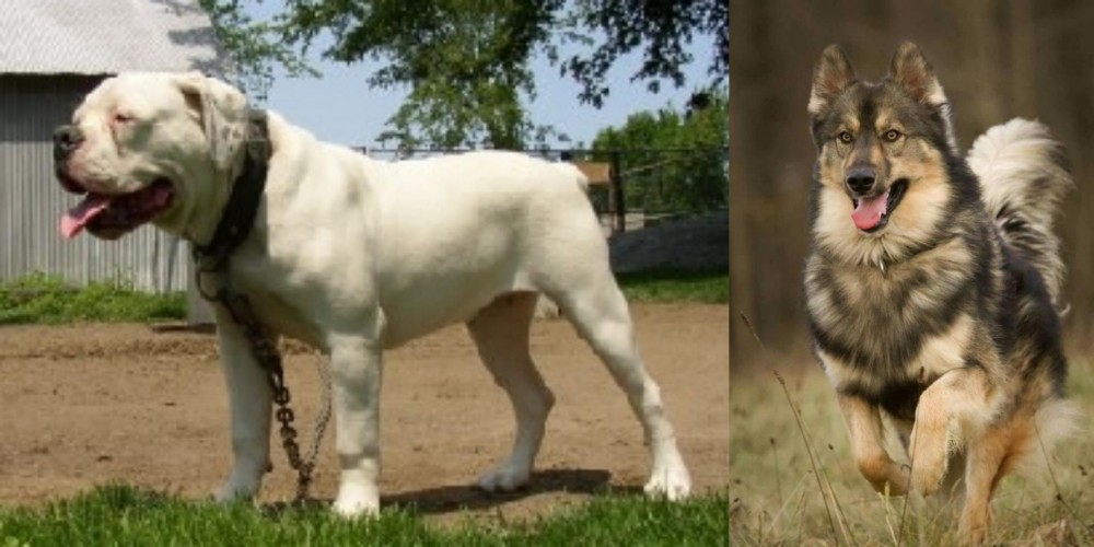 Native American Indian Dog vs Hermes Bulldogge - Breed Comparison