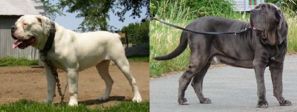Neapolitan Mastiff vs Hermes Bulldogge - Breed Comparison