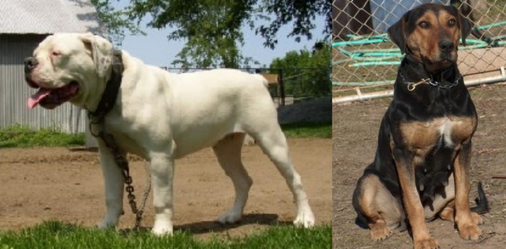 New Zealand Huntaway vs Hermes Bulldogge - Breed Comparison