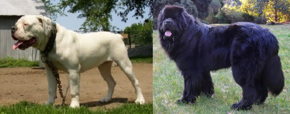 Newfoundland Dog vs Hermes Bulldogge - Breed Comparison