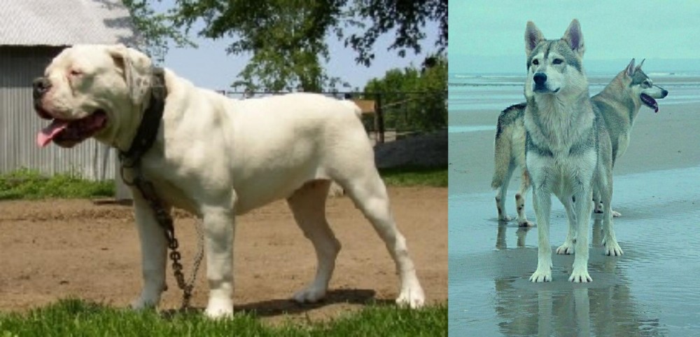 Northern Inuit Dog vs Hermes Bulldogge - Breed Comparison
