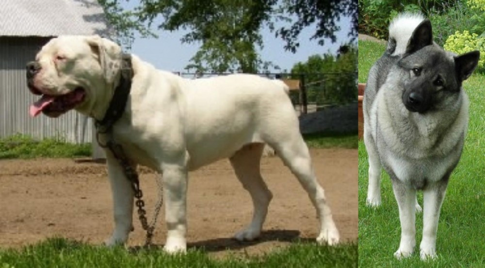 Norwegian Elkhound vs Hermes Bulldogge - Breed Comparison