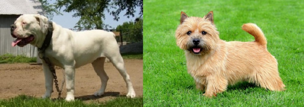 Norwich Terrier vs Hermes Bulldogge - Breed Comparison