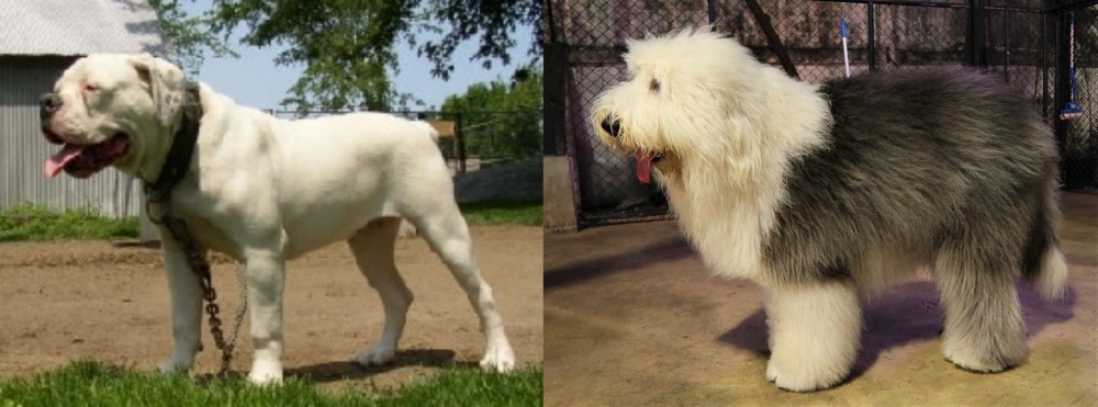 Old English Sheepdog vs Hermes Bulldogge - Breed Comparison