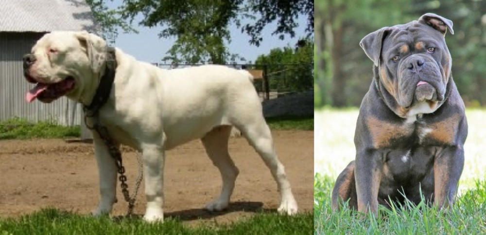 Olde English Bulldogge vs Hermes Bulldogge - Breed Comparison