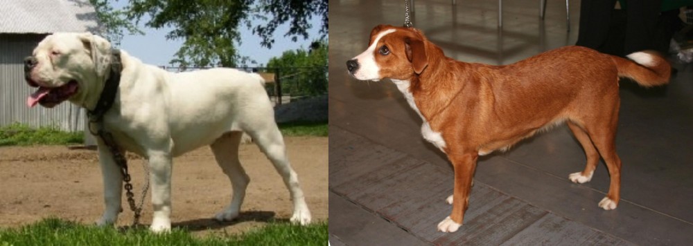 Osterreichischer Kurzhaariger Pinscher vs Hermes Bulldogge - Breed Comparison