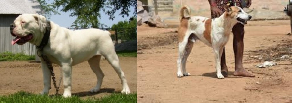 Pandikona vs Hermes Bulldogge - Breed Comparison