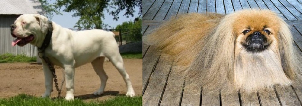 Pekingese vs Hermes Bulldogge - Breed Comparison