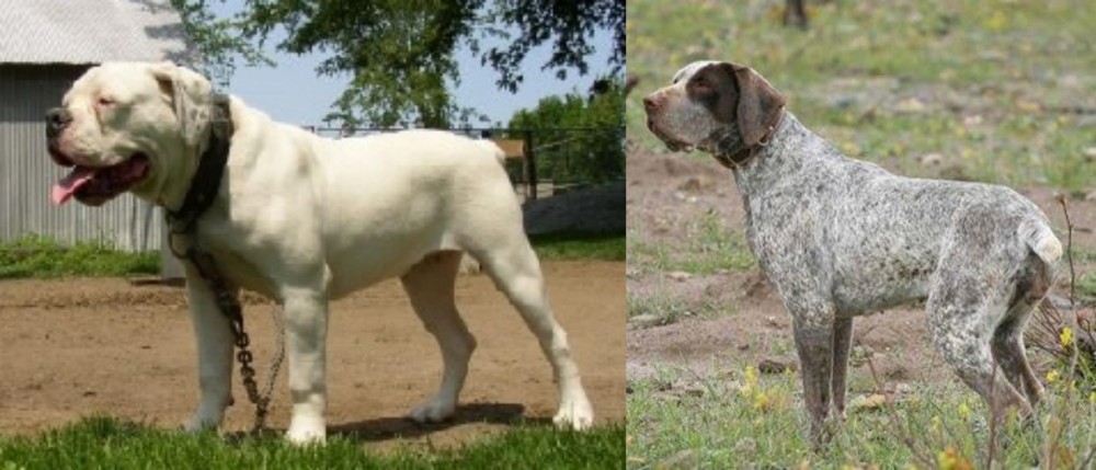 Perdiguero de Burgos vs Hermes Bulldogge - Breed Comparison