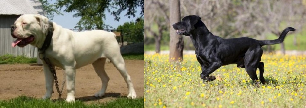 Perro de Pastor Mallorquin vs Hermes Bulldogge - Breed Comparison