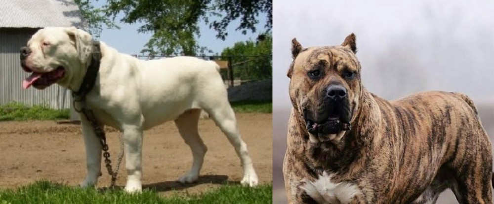 Perro de Presa Canario vs Hermes Bulldogge - Breed Comparison