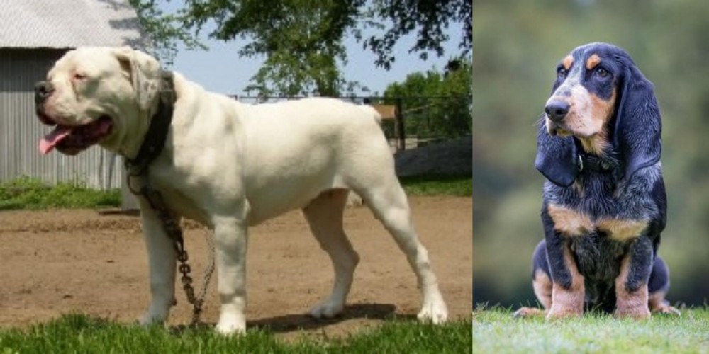 Petit Bleu de Gascogne vs Hermes Bulldogge - Breed Comparison