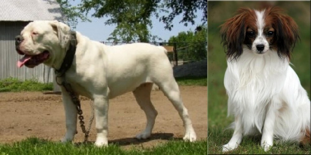 Phalene vs Hermes Bulldogge - Breed Comparison