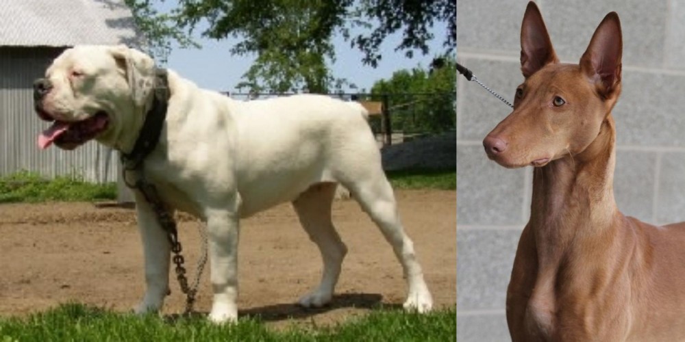 Pharaoh Hound vs Hermes Bulldogge - Breed Comparison