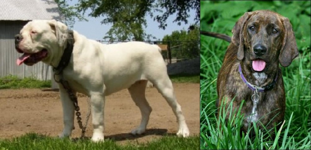 Plott Hound vs Hermes Bulldogge - Breed Comparison