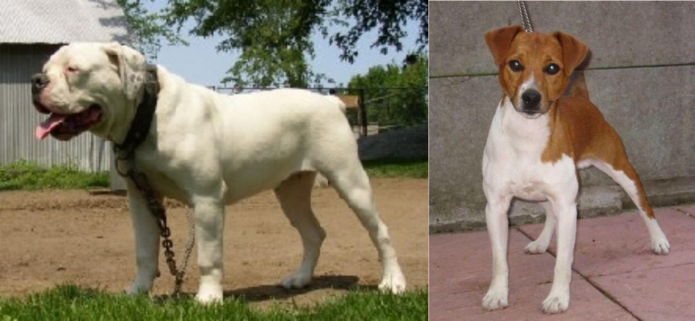 Plummer Terrier vs Hermes Bulldogge - Breed Comparison