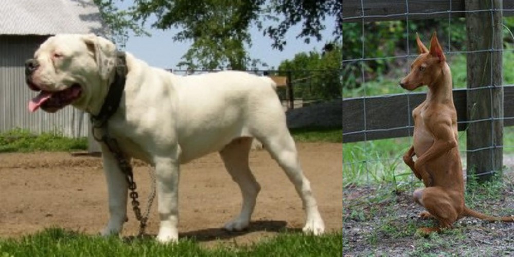 Podenco Andaluz vs Hermes Bulldogge - Breed Comparison