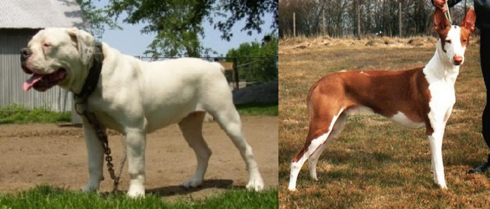 Podenco Canario vs Hermes Bulldogge - Breed Comparison