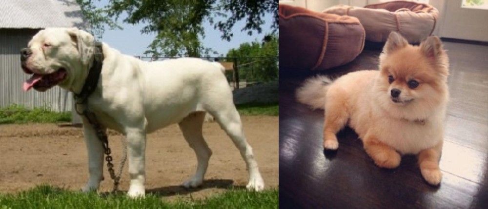 Pomeranian vs Hermes Bulldogge - Breed Comparison