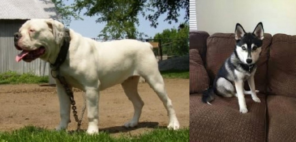 Pomsky vs Hermes Bulldogge - Breed Comparison