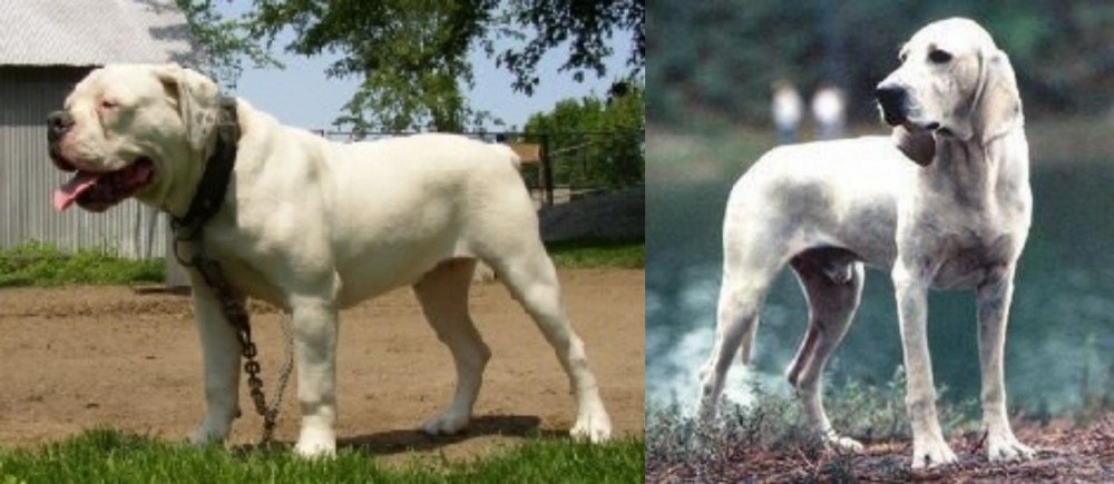 Porcelaine vs Hermes Bulldogge - Breed Comparison