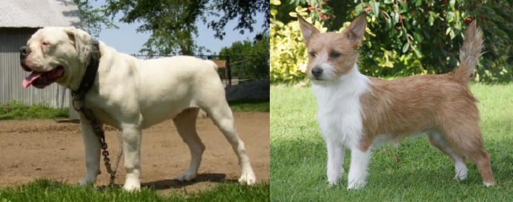 Portuguese Podengo vs Hermes Bulldogge - Breed Comparison