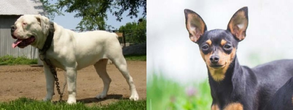 Prazsky Krysarik vs Hermes Bulldogge - Breed Comparison