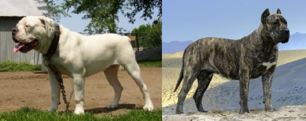 Presa Canario vs Hermes Bulldogge - Breed Comparison