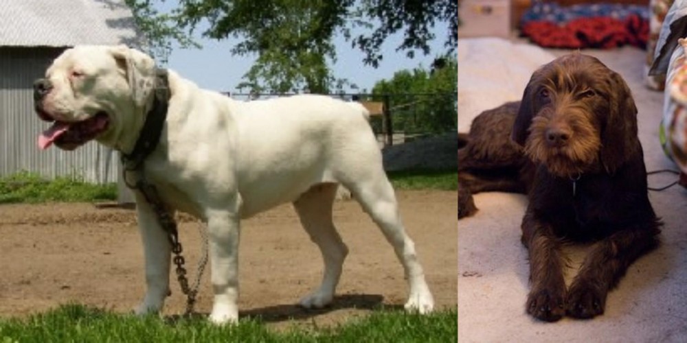 Pudelpointer vs Hermes Bulldogge - Breed Comparison