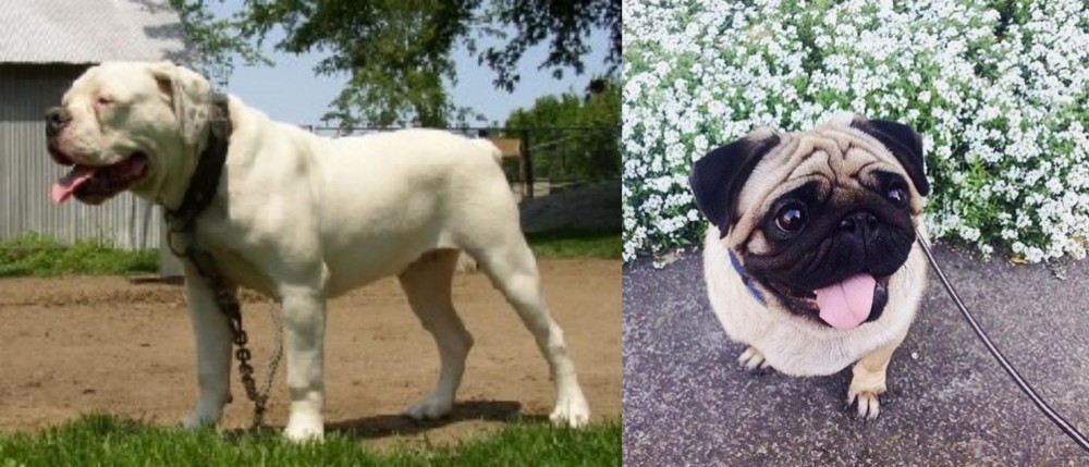 Pug vs Hermes Bulldogge - Breed Comparison