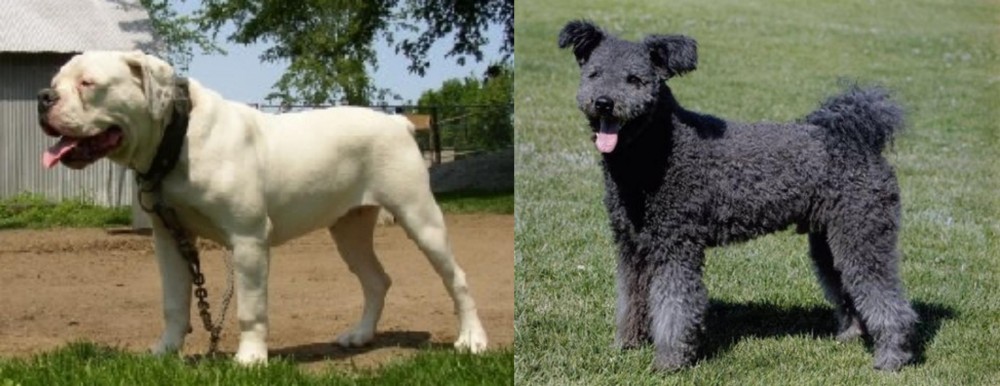 Pumi vs Hermes Bulldogge - Breed Comparison