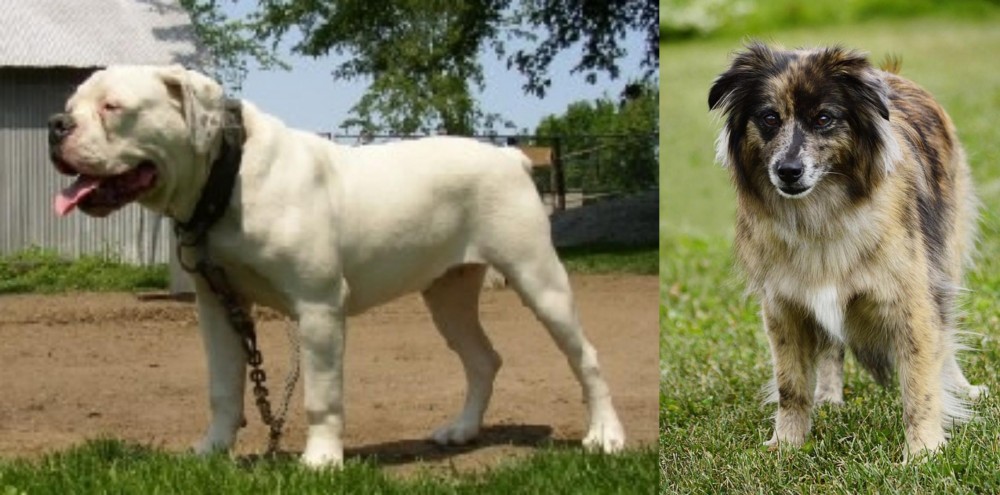 Pyrenean Shepherd vs Hermes Bulldogge - Breed Comparison