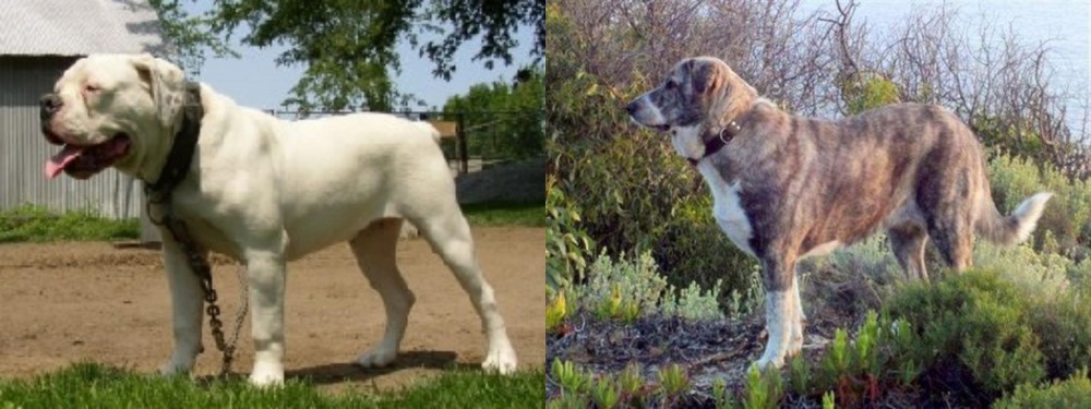 Rafeiro do Alentejo vs Hermes Bulldogge - Breed Comparison