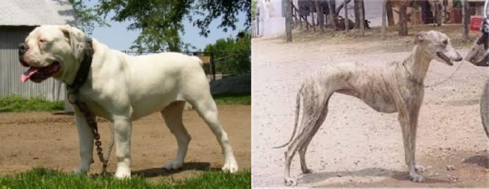 Rampur Greyhound vs Hermes Bulldogge - Breed Comparison