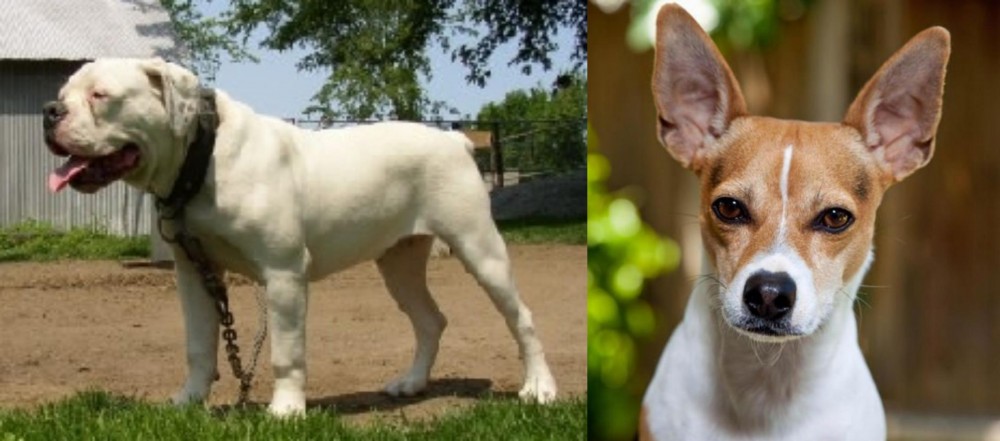 Rat Terrier vs Hermes Bulldogge - Breed Comparison