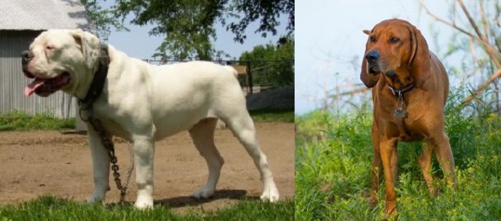 Redbone Coonhound vs Hermes Bulldogge - Breed Comparison