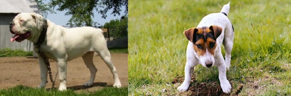 Russell Terrier vs Hermes Bulldogge - Breed Comparison
