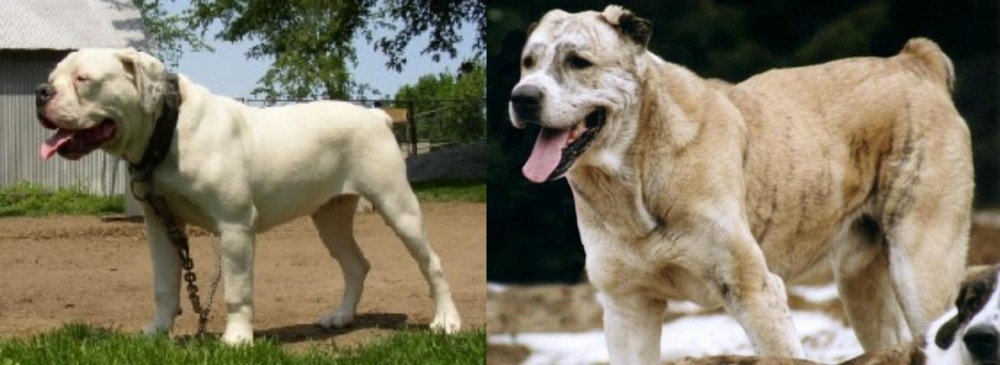 Sage Koochee vs Hermes Bulldogge - Breed Comparison