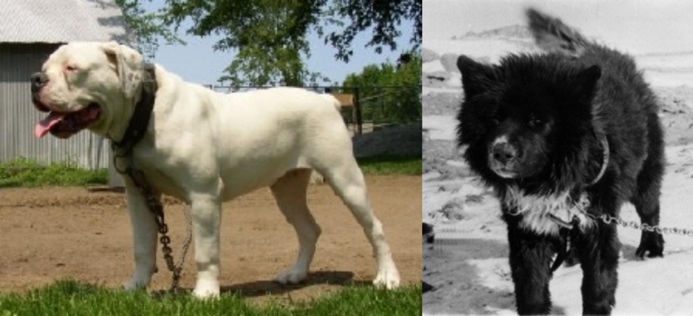 Sakhalin Husky vs Hermes Bulldogge - Breed Comparison